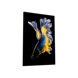 Картина на стекле 40х60 "Бойцовая рыбка 3", арт. WB-02-65-04